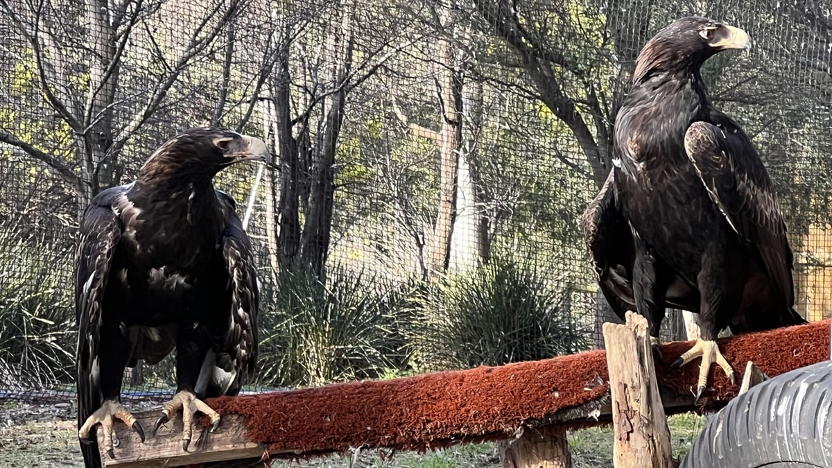AIKO POWERS CONSERVATION EFFORTS AT TASMANIA'S RAPTOR REFUGE